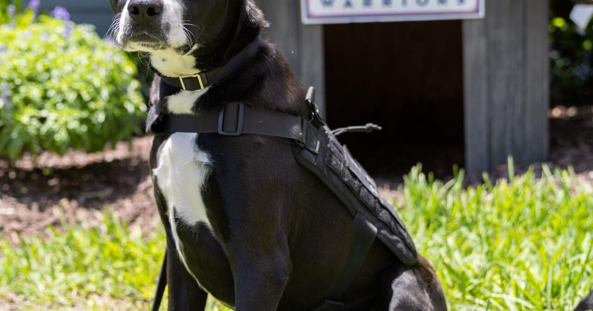 Therapy dog helps local fire department foster safe work environment