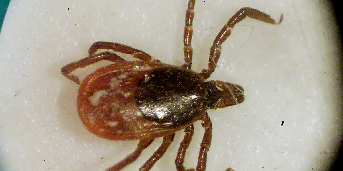 One dead from tickborne Powassan virus; state health officials urge early testing