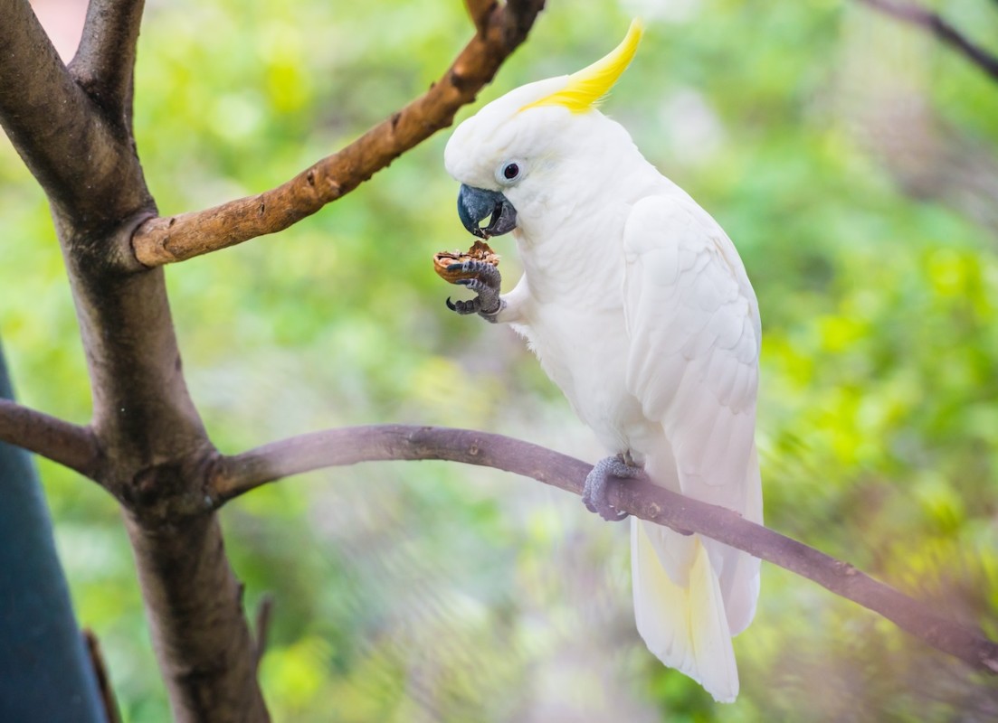 Cockatoo's Love for Her 'Emotional Support Nut' Is Too Cute to Resist