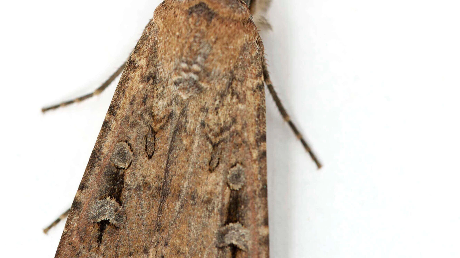 This Australian moth uses the stars as a compass to travel hundreds of miles