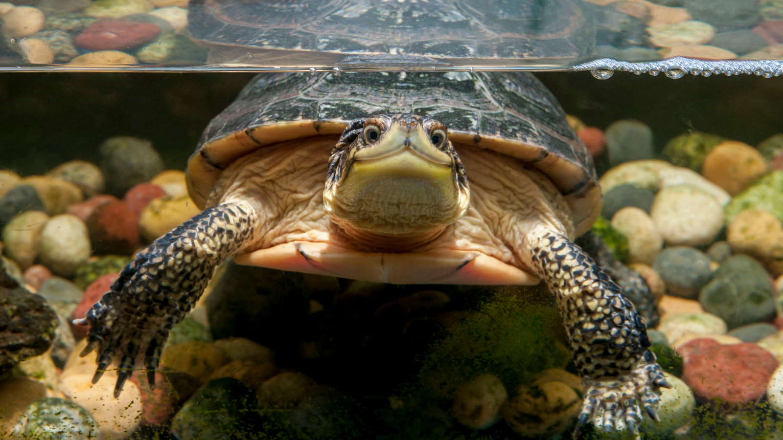Which animals can hold their breath underwater the longest?