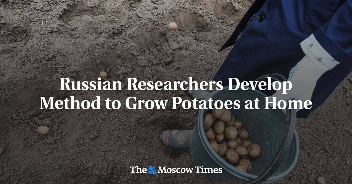 Russian Researchers Develop Method to Grow Potatoes at Home