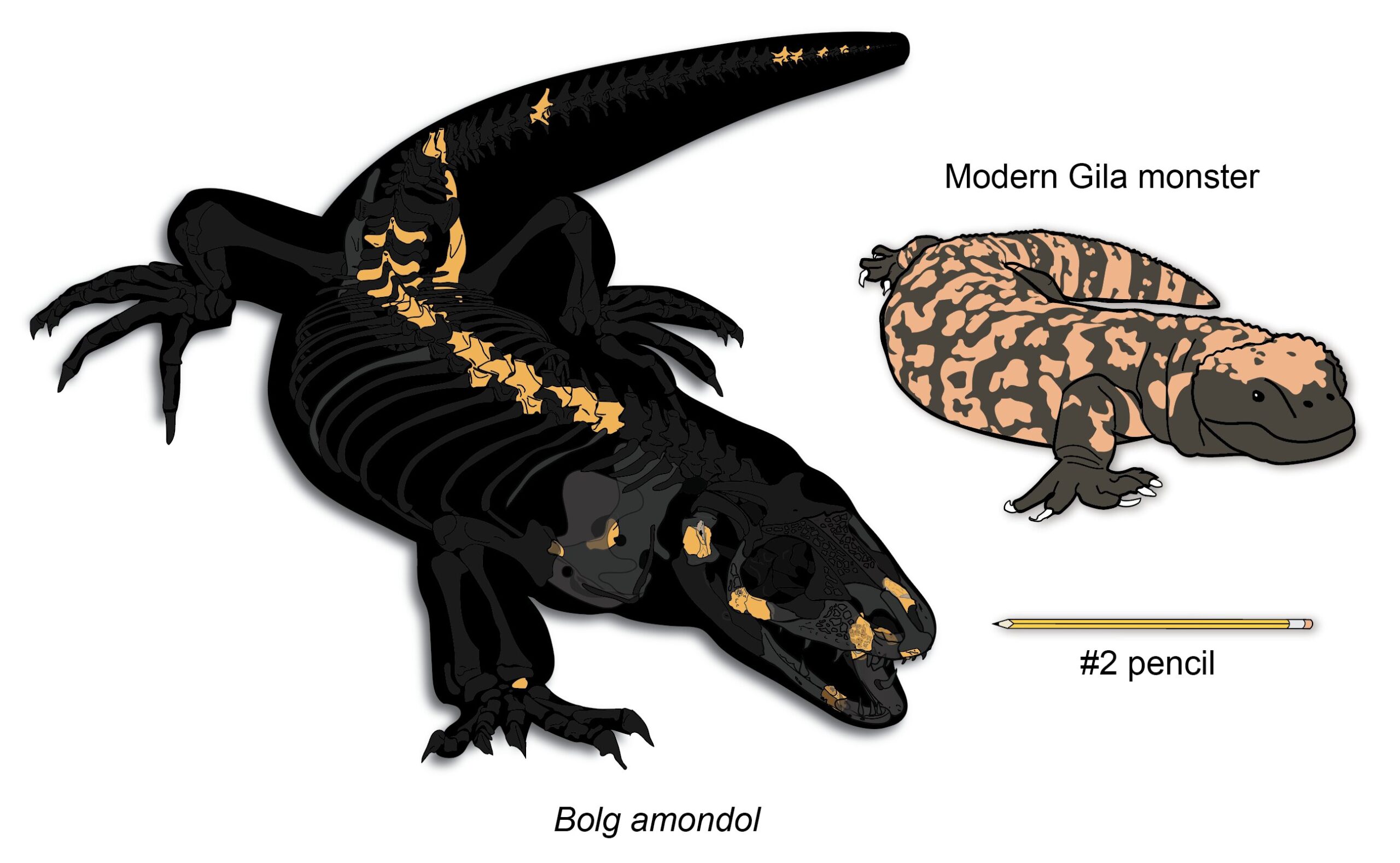 Bolg amondol: New monstersaur reveals complex evolutionary history of giant Gila monster relatives