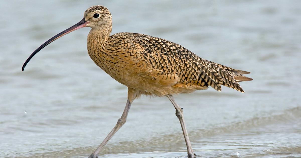 Finding food the shorebird way