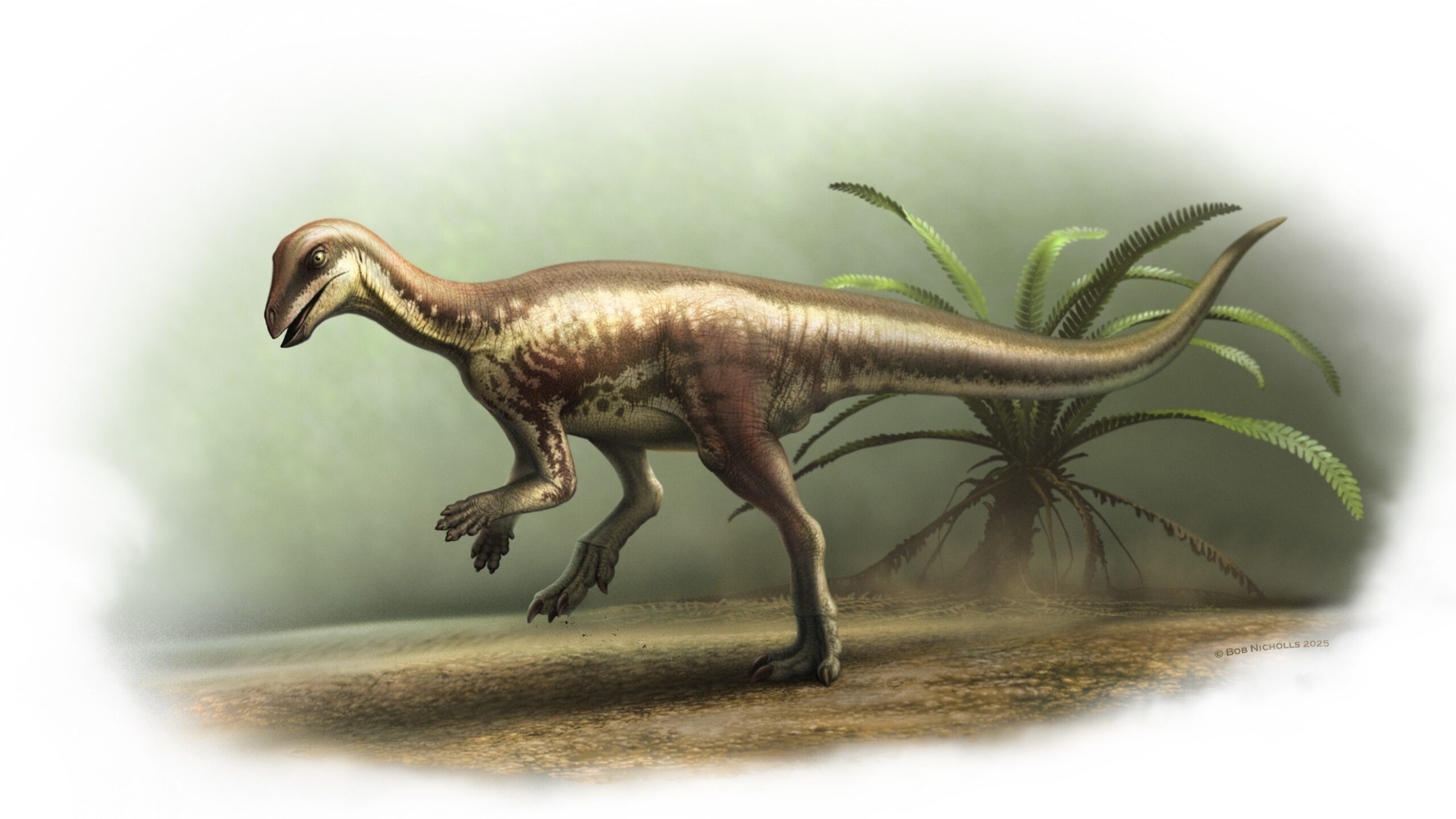 Enigmatic 'runner' dinosaur from Colorado helps rewrite understanding of several Jurassic species