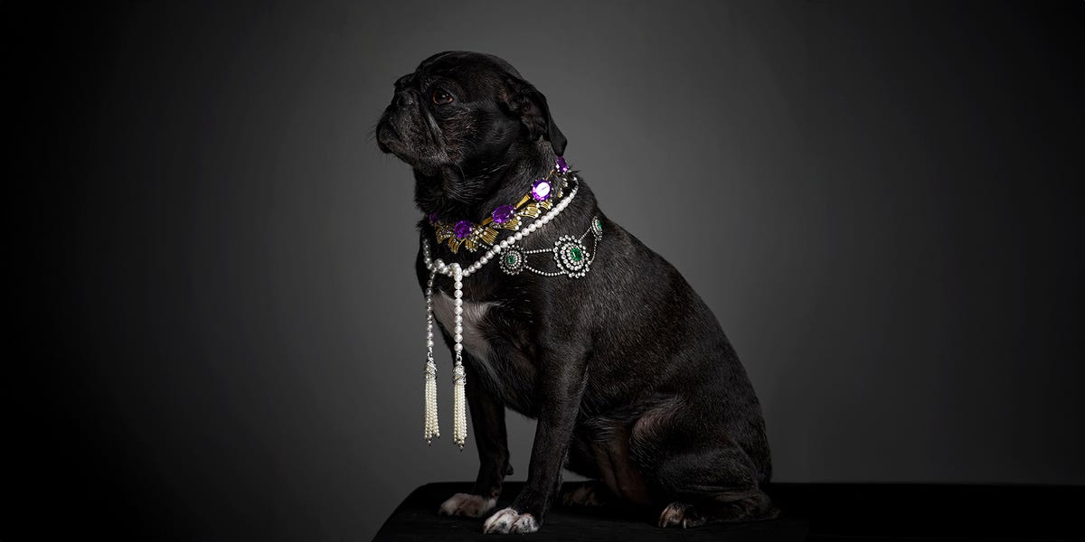 Why I Got My Dog a Passport