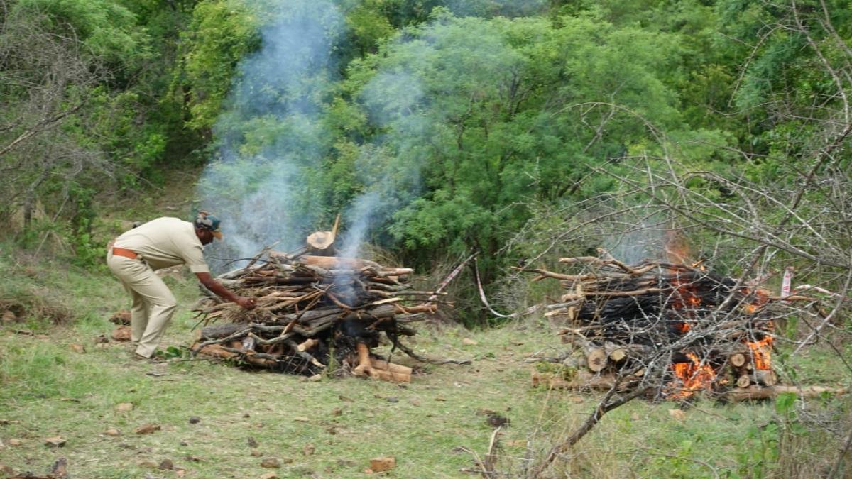 Tigers cremated after postmortem; Khandre assures strict action against those responsible for their deaths