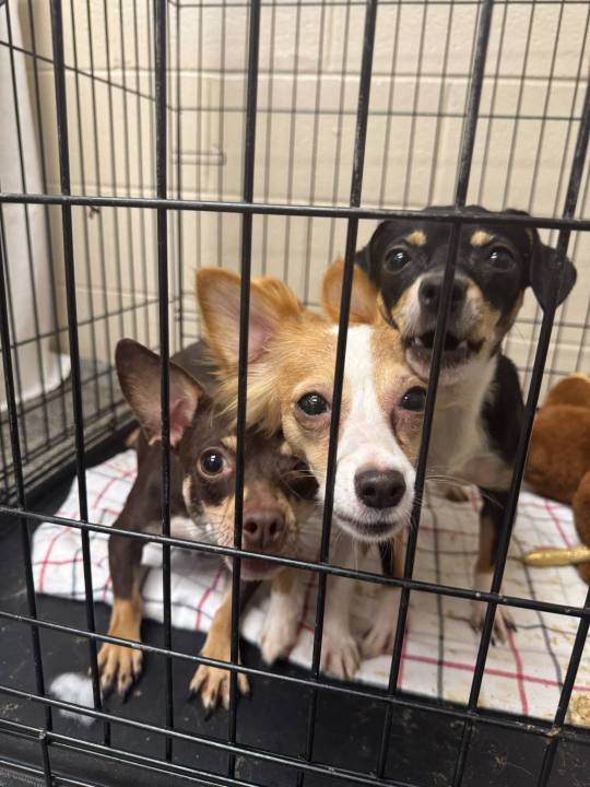 8 Chihuahuas rescued from hoarding situation need a new foster home