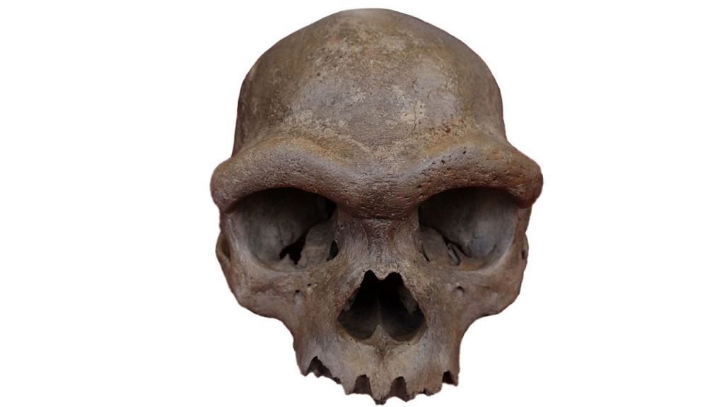 Ancient ‘Dragon Man’ DNA reveals mysterious human relative