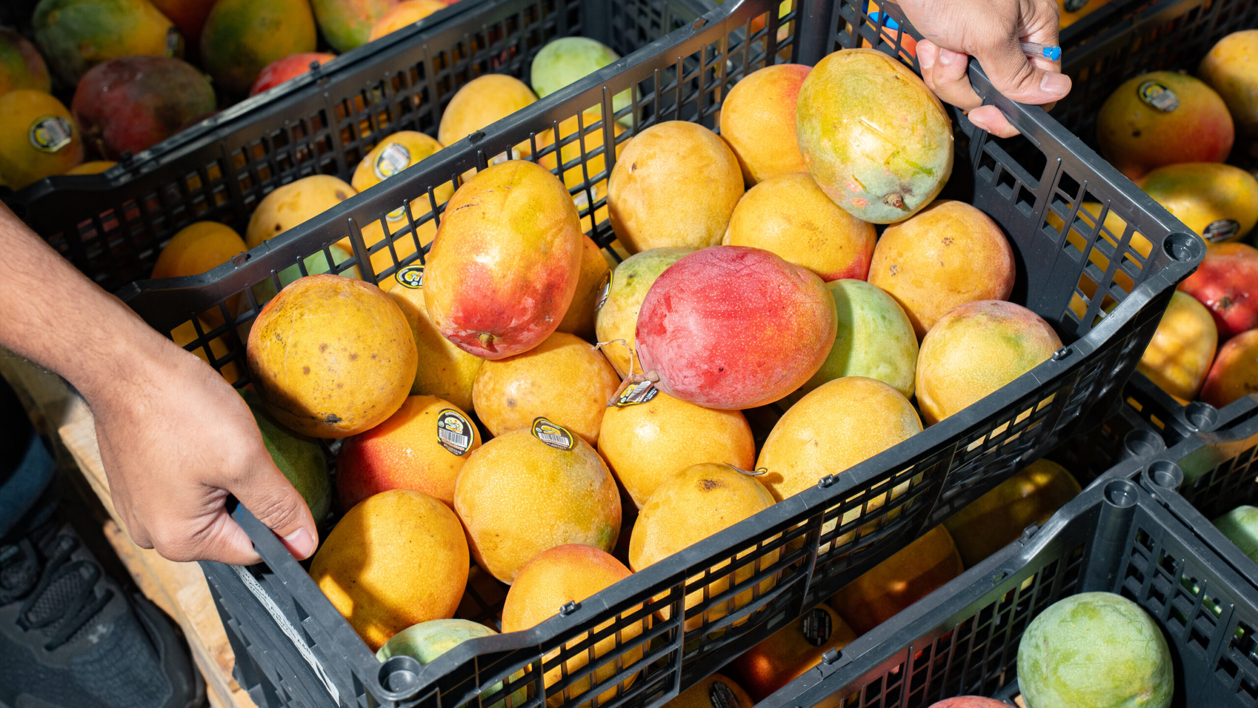 The Perilous Business of Importing Indian Mangoes to the U.S.
