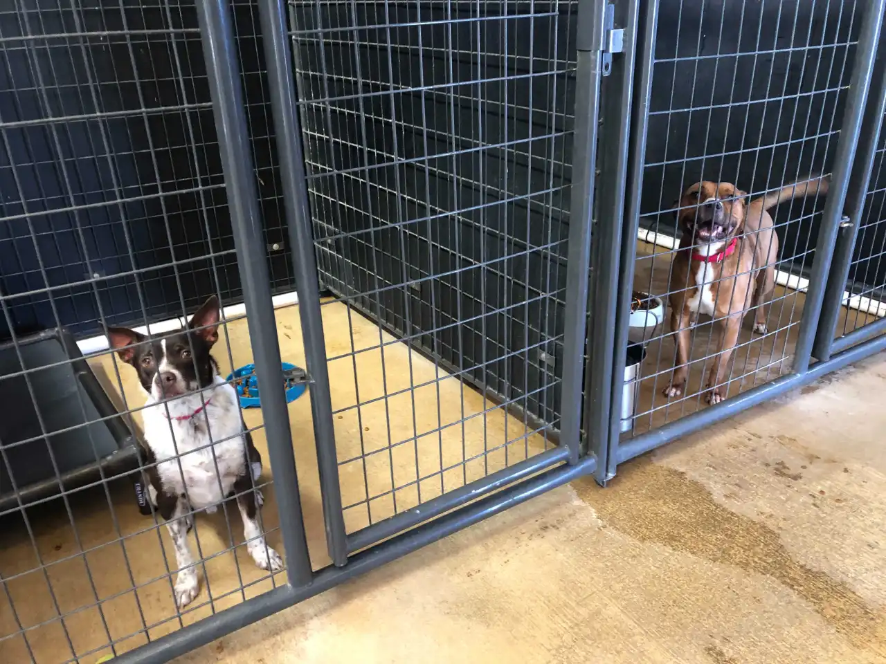 ‘It’s going to be life changing’: Austin business donates HVAC system to animal rescue amid summer heat