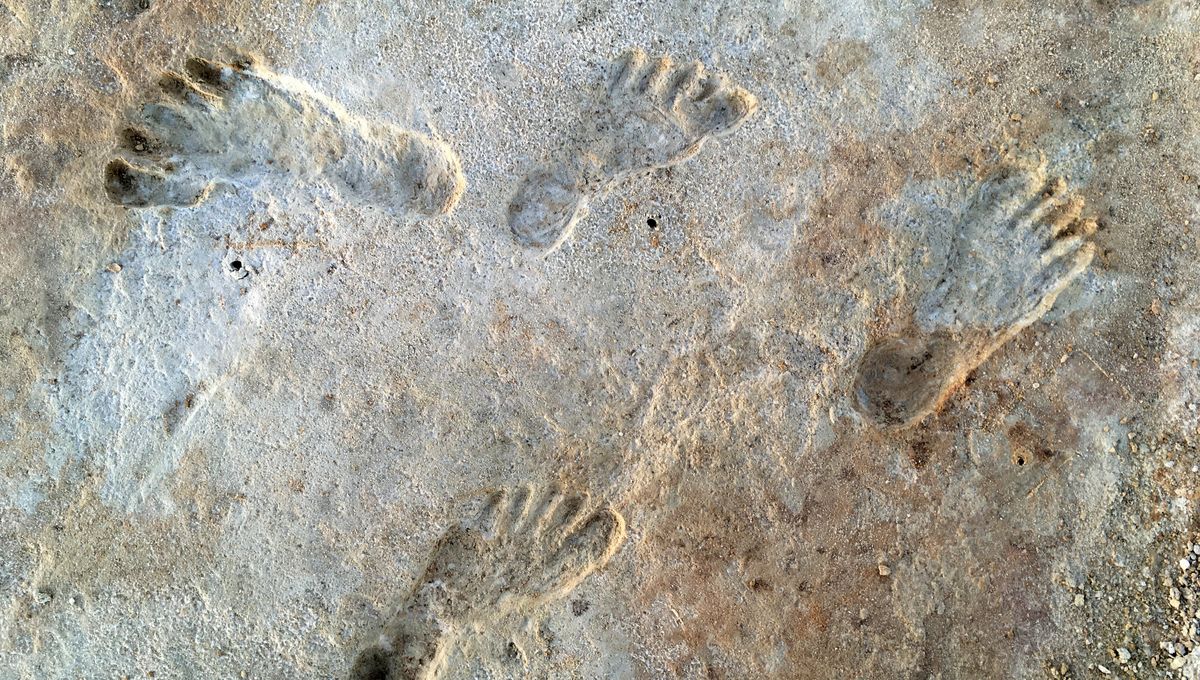 Oldest Footprints In North America Really Are Over 20,000 Years Old, New Analysis Confirms