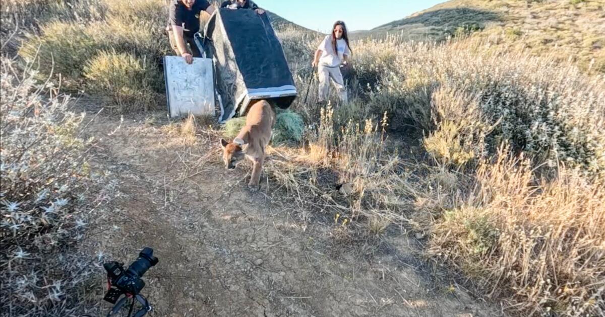 Lion cub struck by vehicle nursed back to health, returned to wild