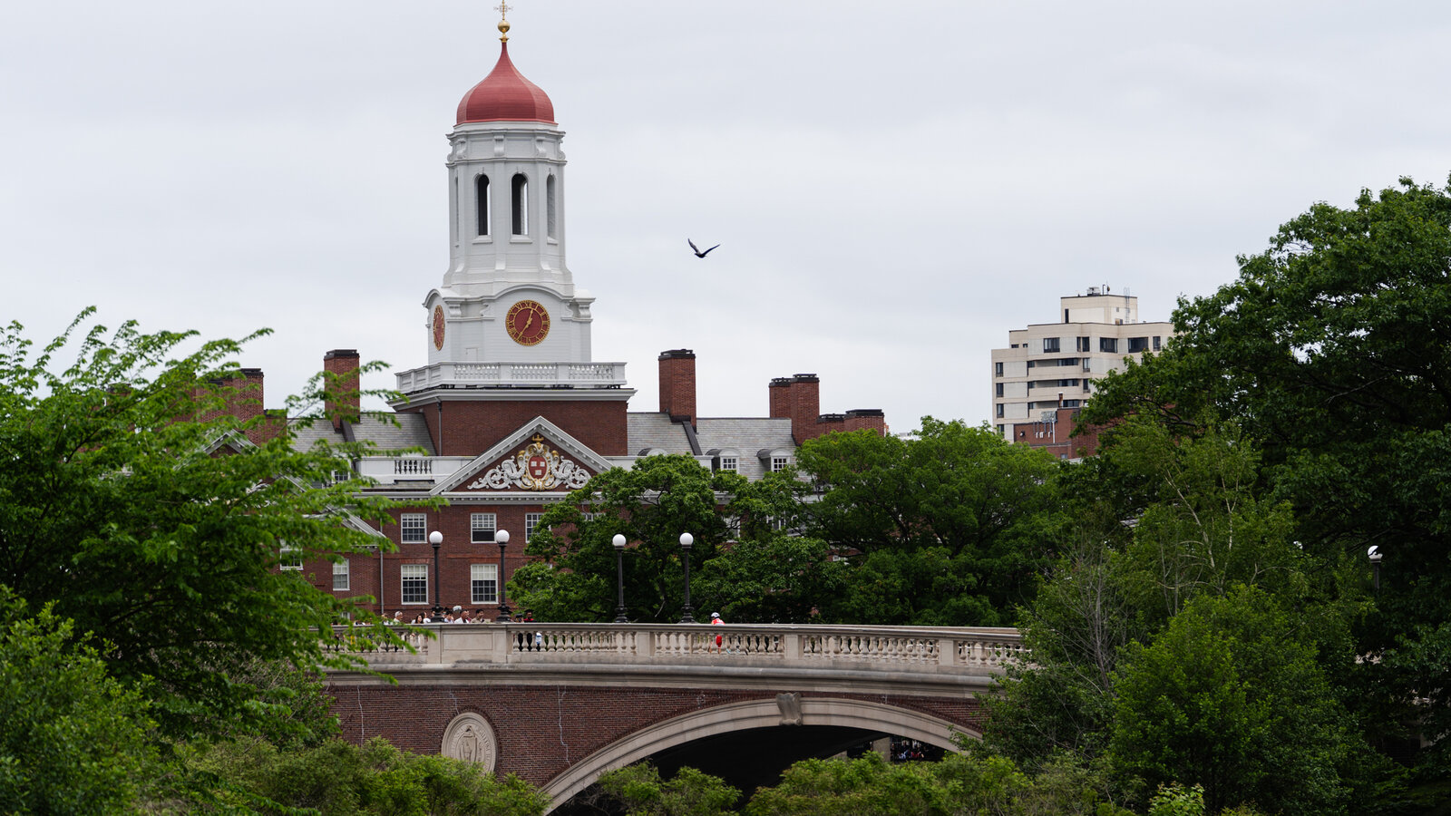 Harvard and Trump Restart Talks to Potentially End Bitter Dispute