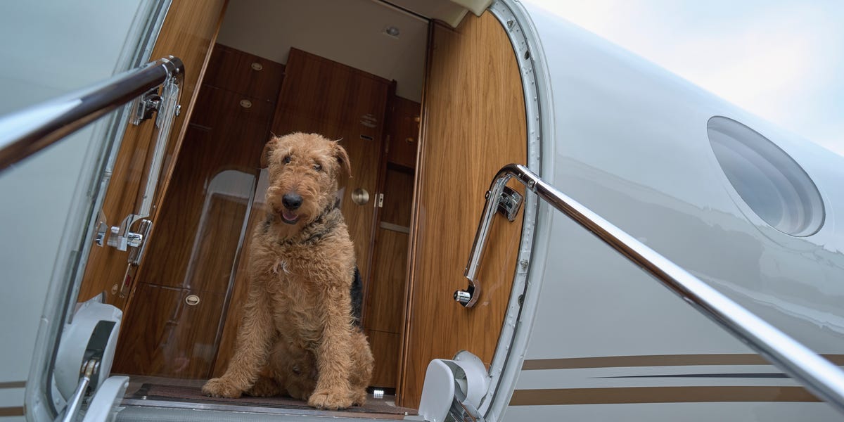 These Are the Best Airlines for Traveling With Pets