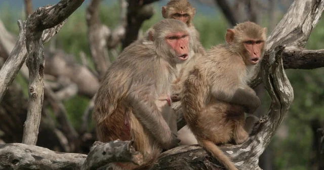 Devastation of Hurricane Maria impacting behavior, health on Monkey Island