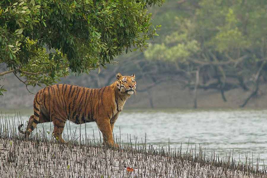 Act of 'revenge': Three held for 'poisoning' tigress and four cubs in Karnataka