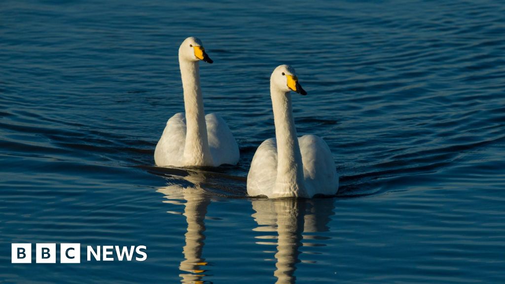 Wild birds: Daera 'possibly failed' to comply with environmental law