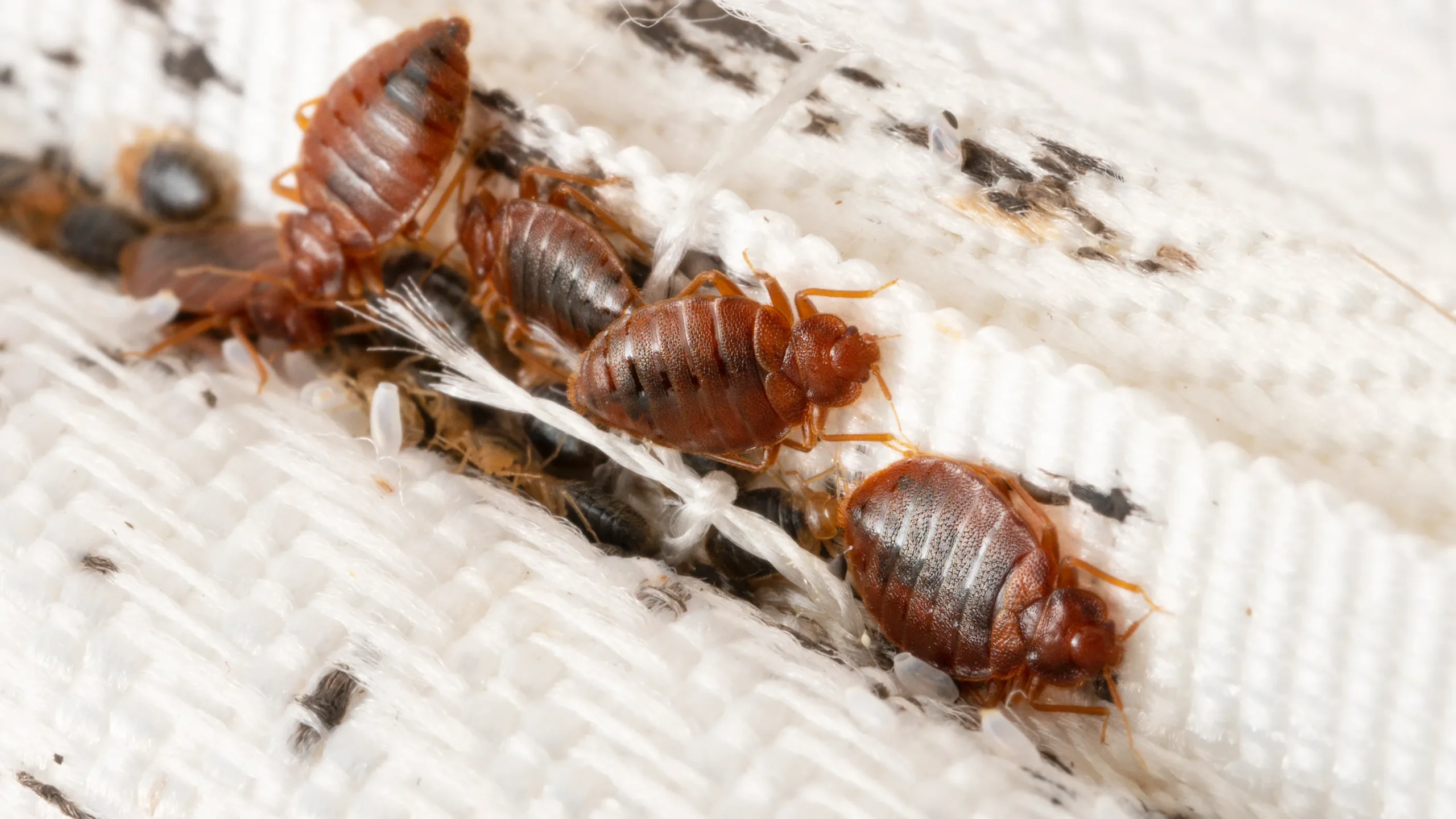 How to check for bedbugs now that summer travel season is here