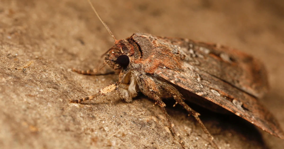 How do these moths fly 600 miles to a particular series of mountain caves? Scientists think they follow the stars