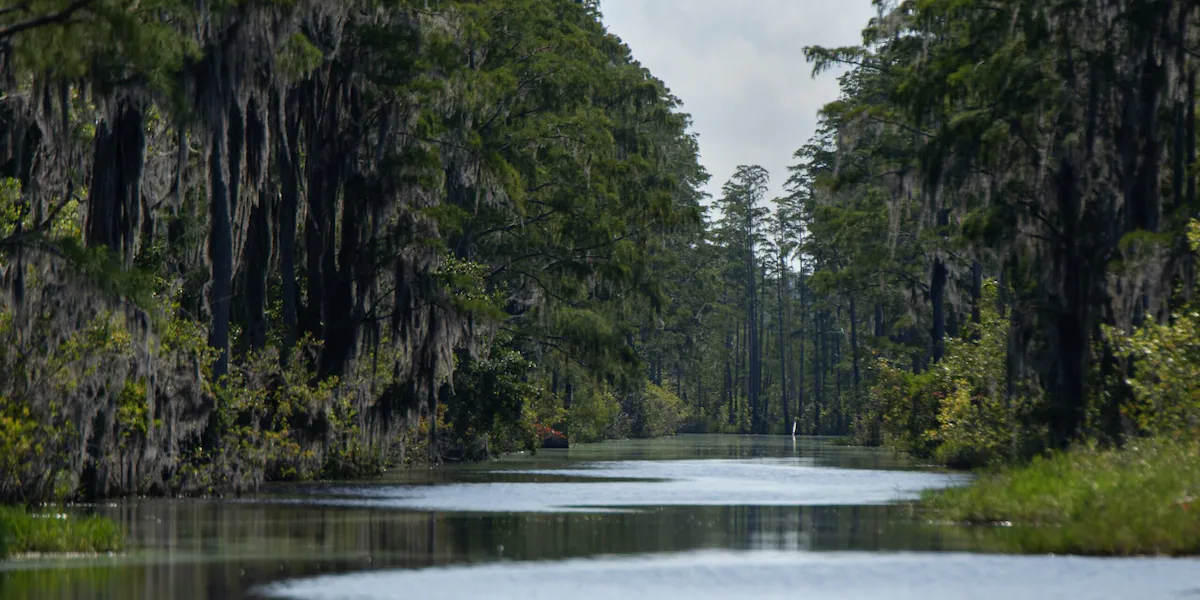 Environmental nonprofit buys land of proposed controversial mining site near Okefenokee Swamp