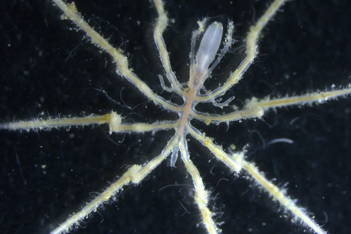 Sea spiders 'farm' methane-eating bacteria on their bodies