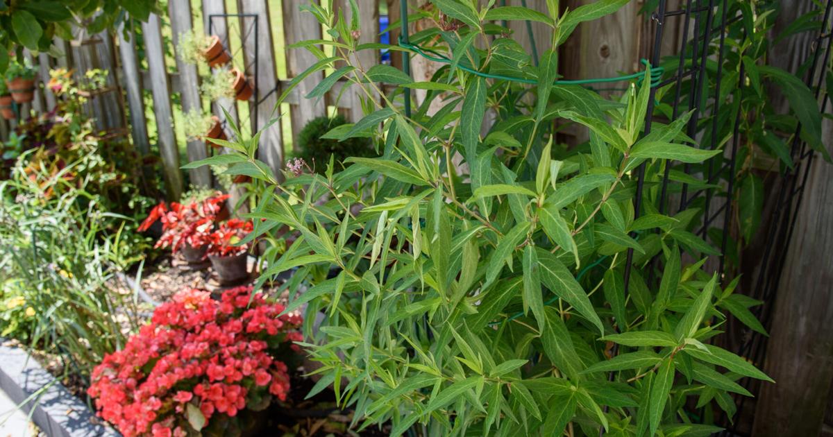 Spring Ridge community begins monarch habitat restoration project