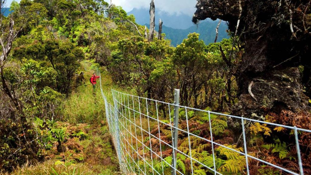 Kaua’i conservation leaders hope Hawaiʻi’s new Green Fee will prioritize environmental initiatives, not tourism