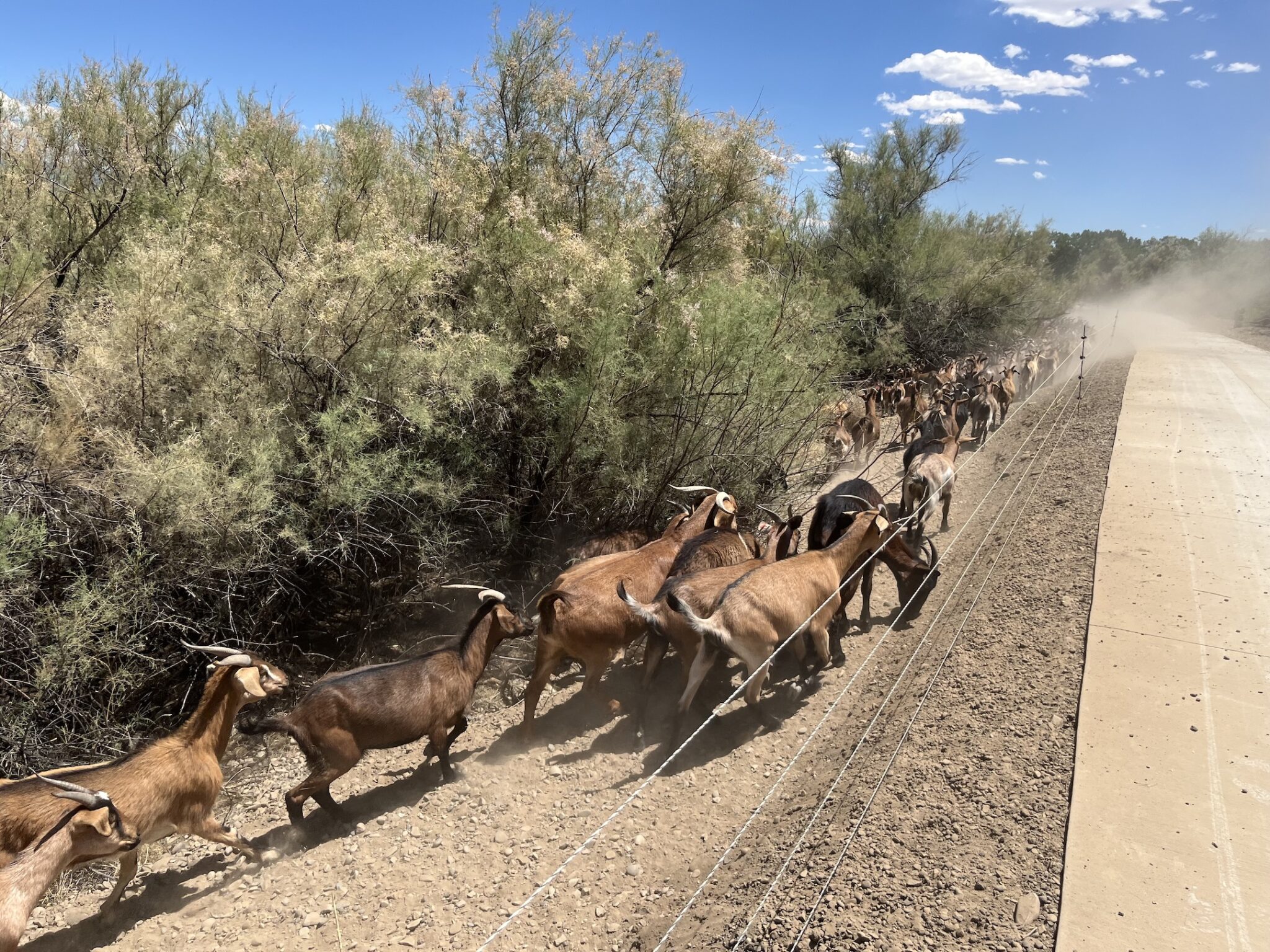 Herd mentality: Goats deployed by some Colorado cities for better environmental results