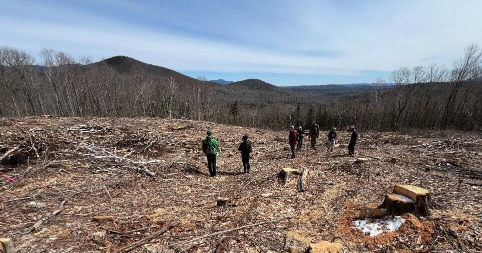 Second lawsuit filed seeking to halt logging projects in White Mountains