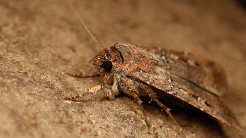 Tiny brown moth navigates 600 miles using stars — just like humans and birds