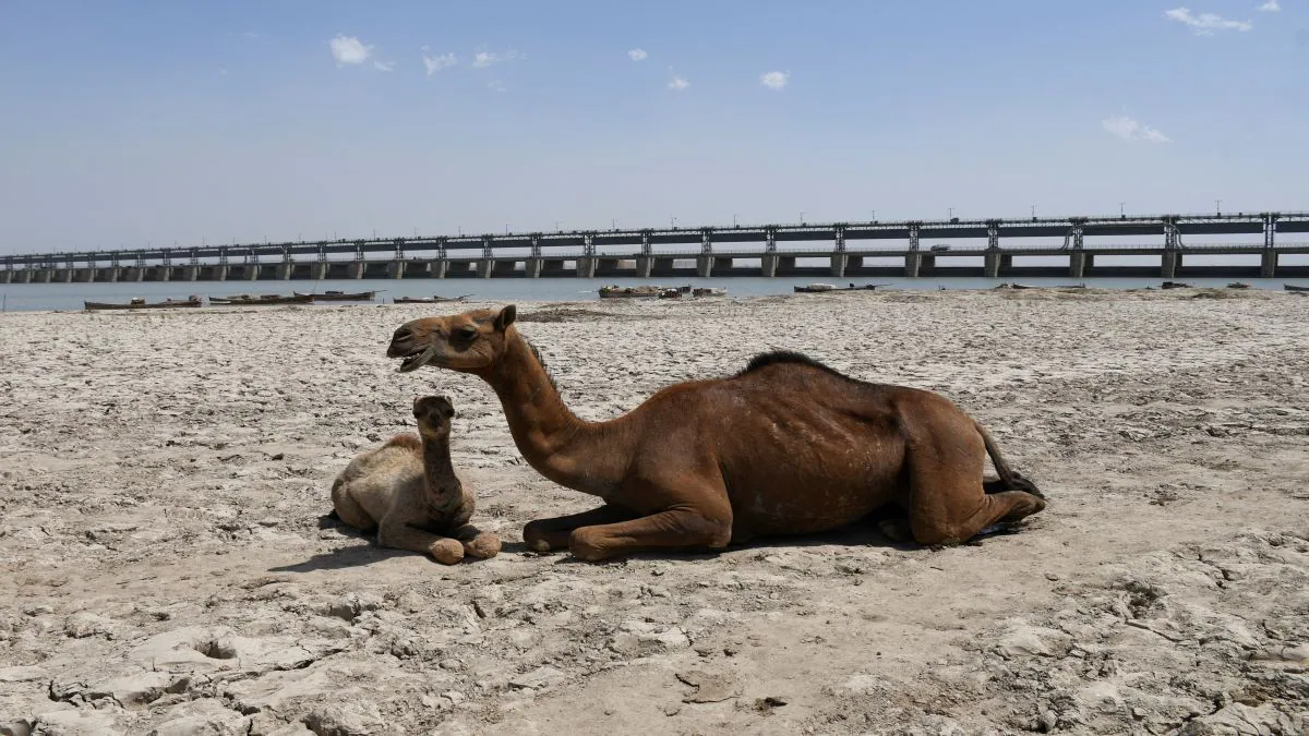 Crops hit, dam water at dead levels: How Pakistan is suffering after Indus Waters Treaty suspension