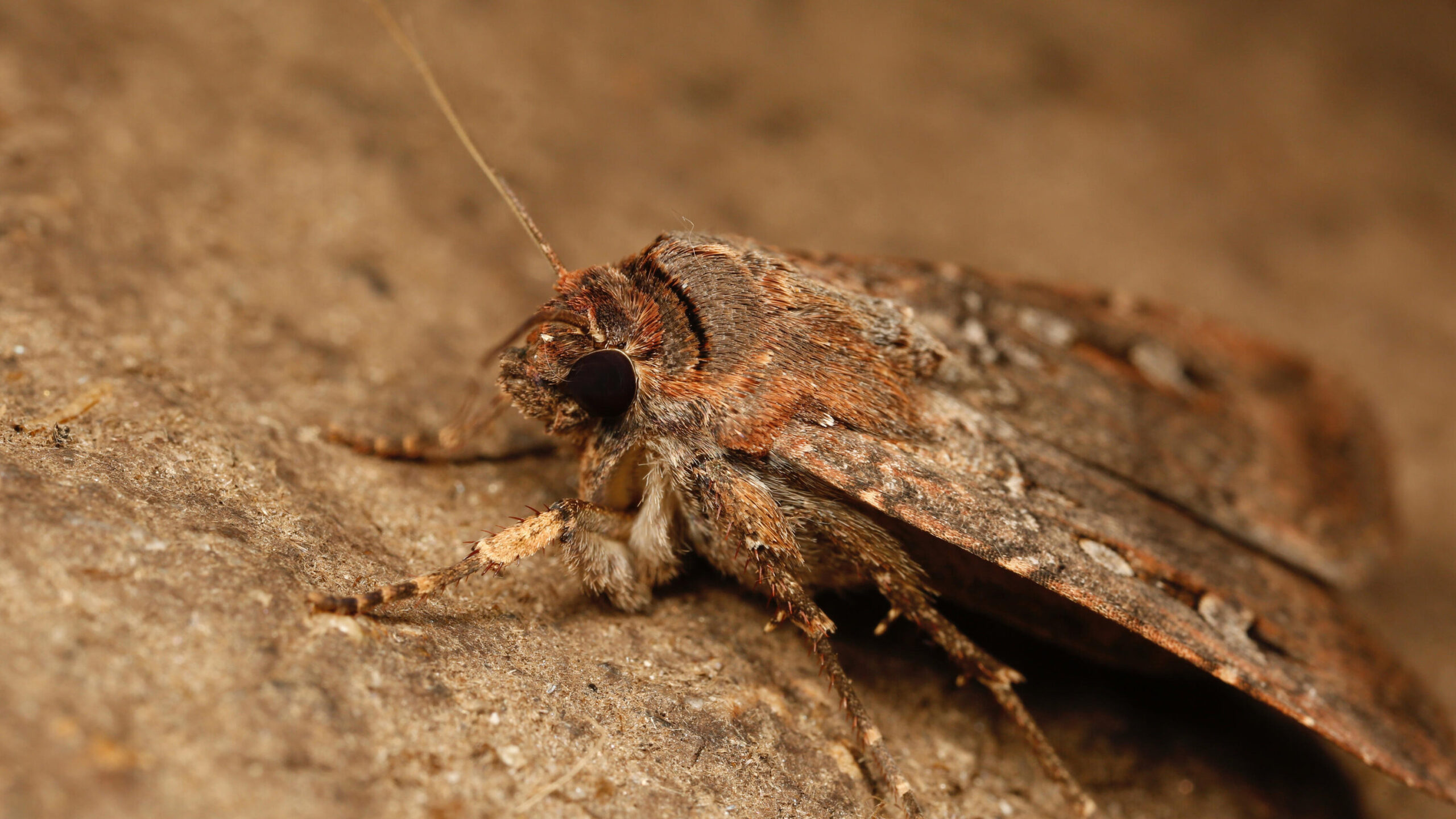 Scientific Study Shows Bogong Moths Use Sky For Migration
