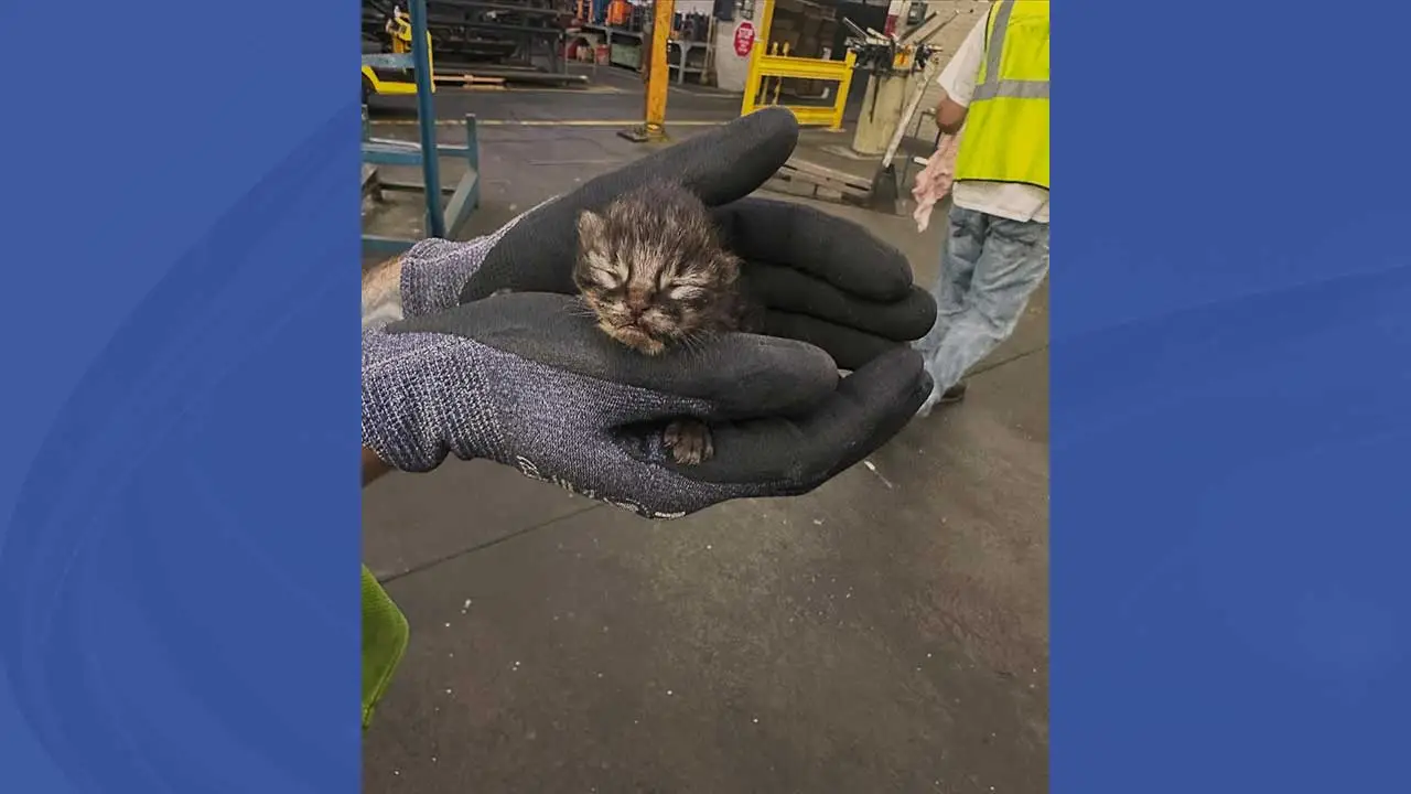 Kitten rescued from beneath machinery at Niles business