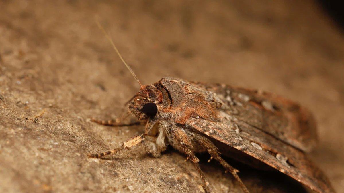 Bogong Moths Are First Bugs Known to Use Stars for Long-Distance Travel