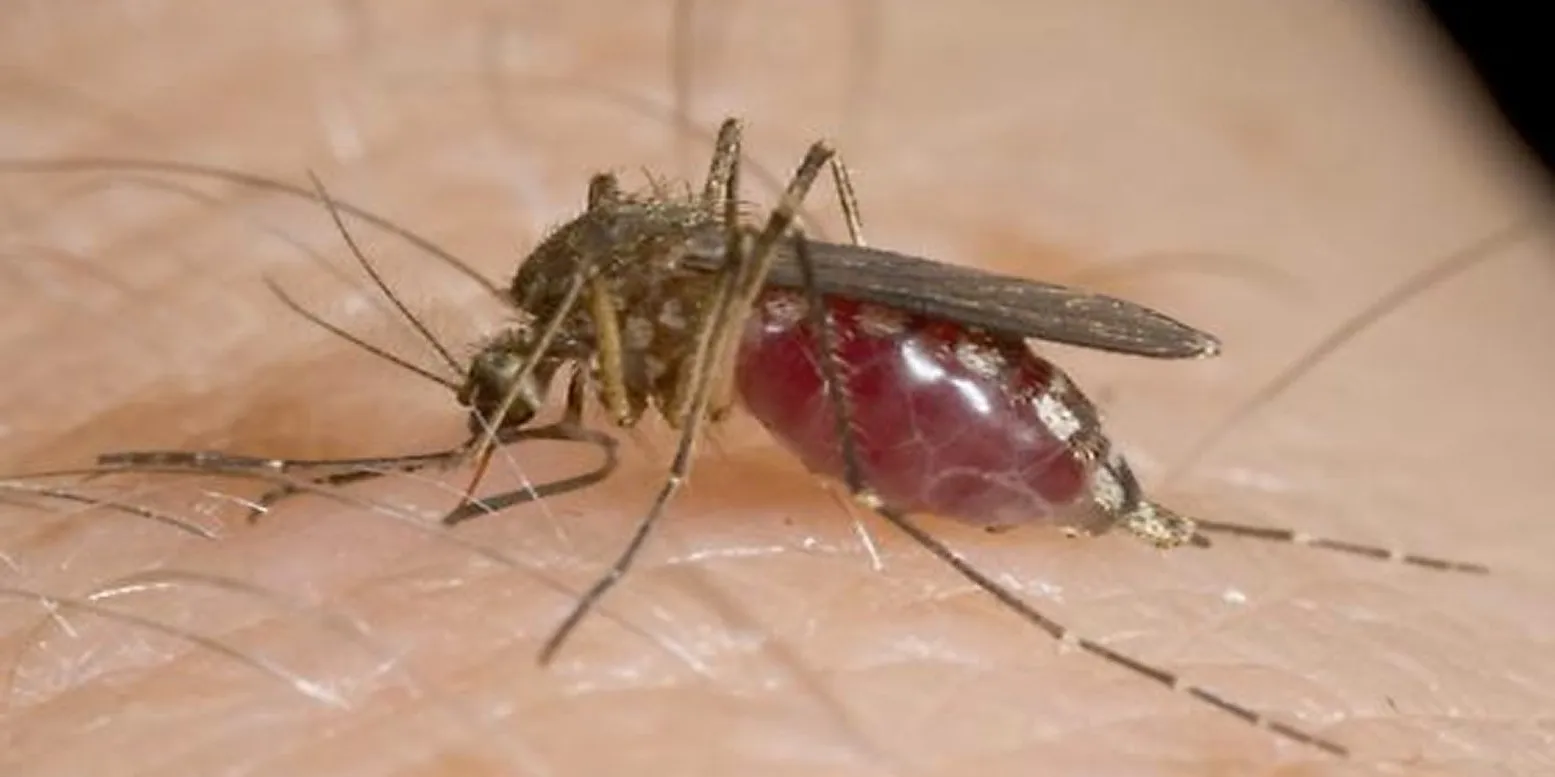 Licking County health officials find first 2025 pool of West Nile virus mosquitos in Newark