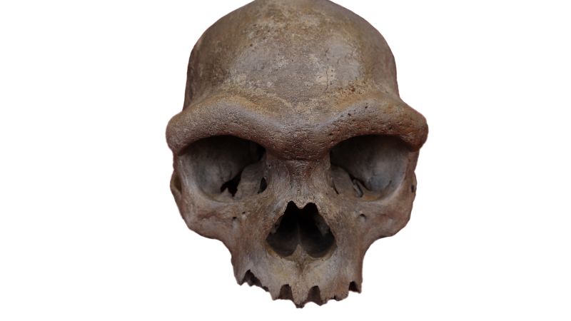 A skull found in a well defied classification. Now it could help unravel an evolutionary mystery