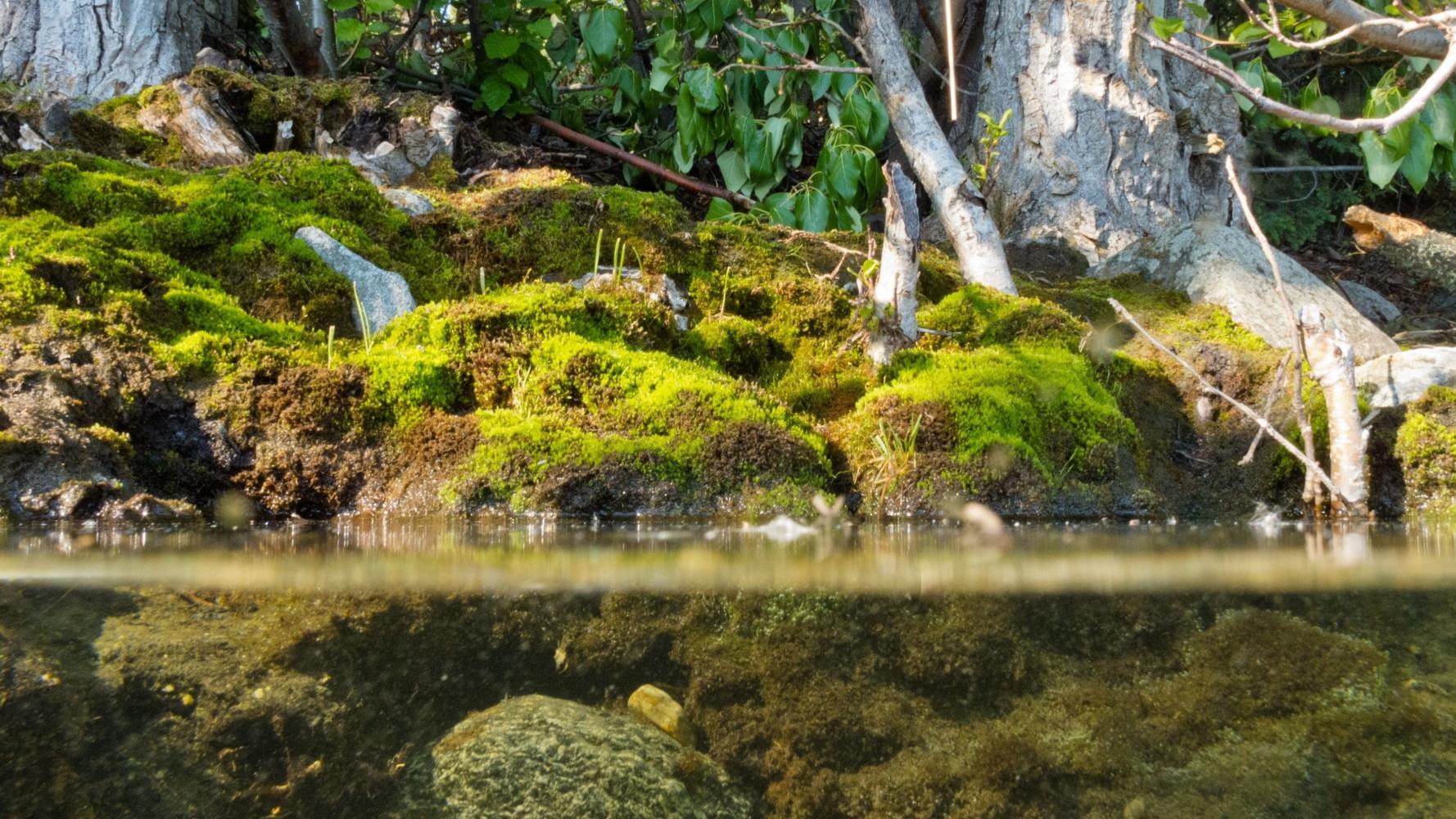 Leveraging synergies across environment, development policies