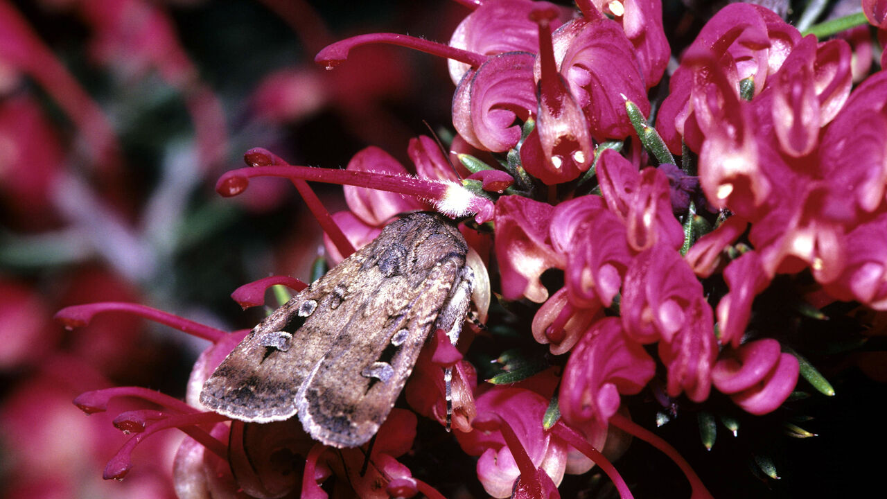 Meet the moths that use the stars to find their way