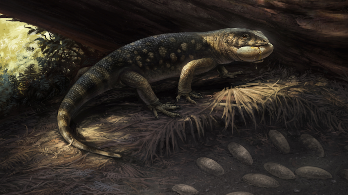 Bones of a raccoon-sized prehistoric lizard sat in a jar for 20 years