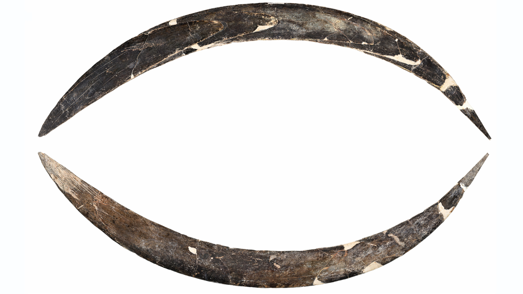 Stone Age boomerang is oldest in Europe — and possibly the world