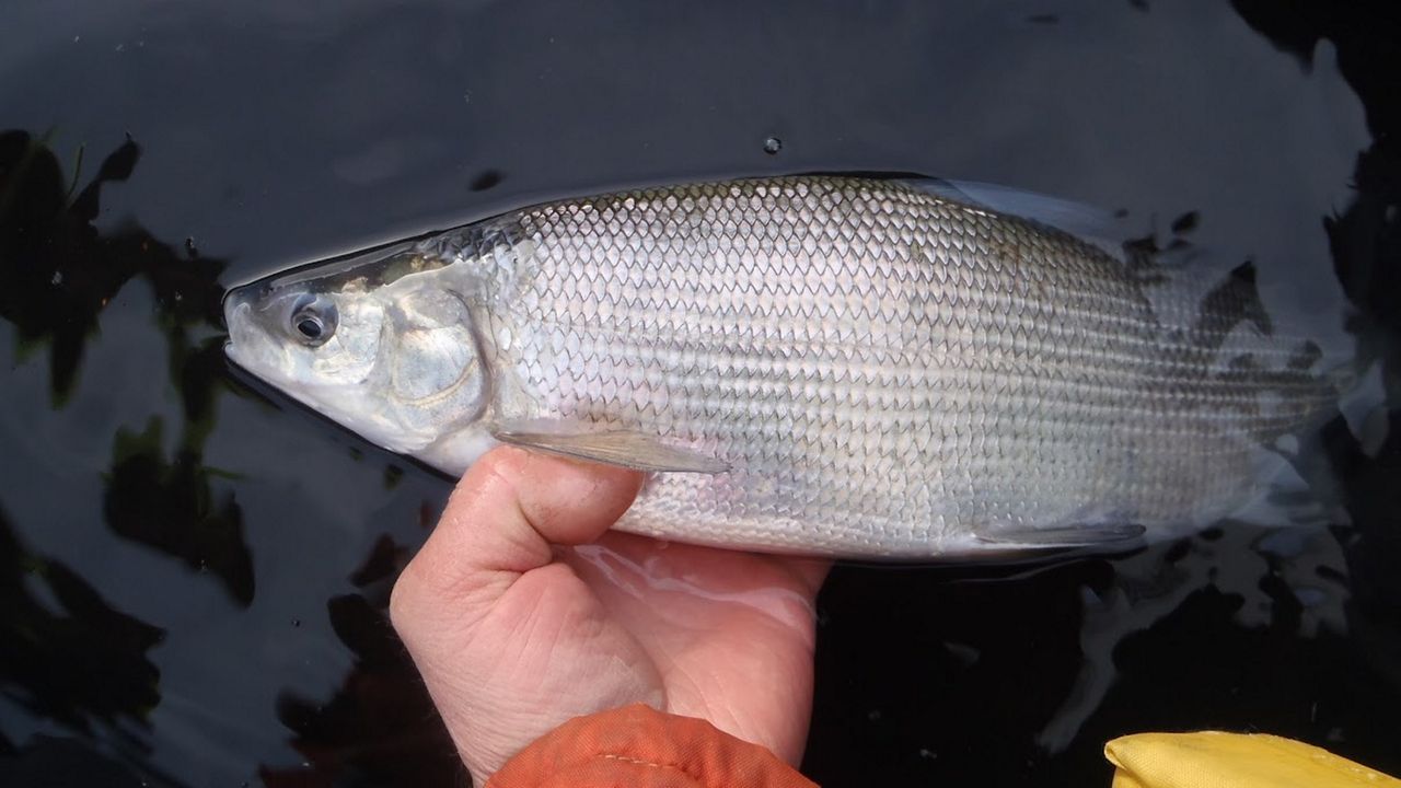 New York State DEC begins updating endangered species list