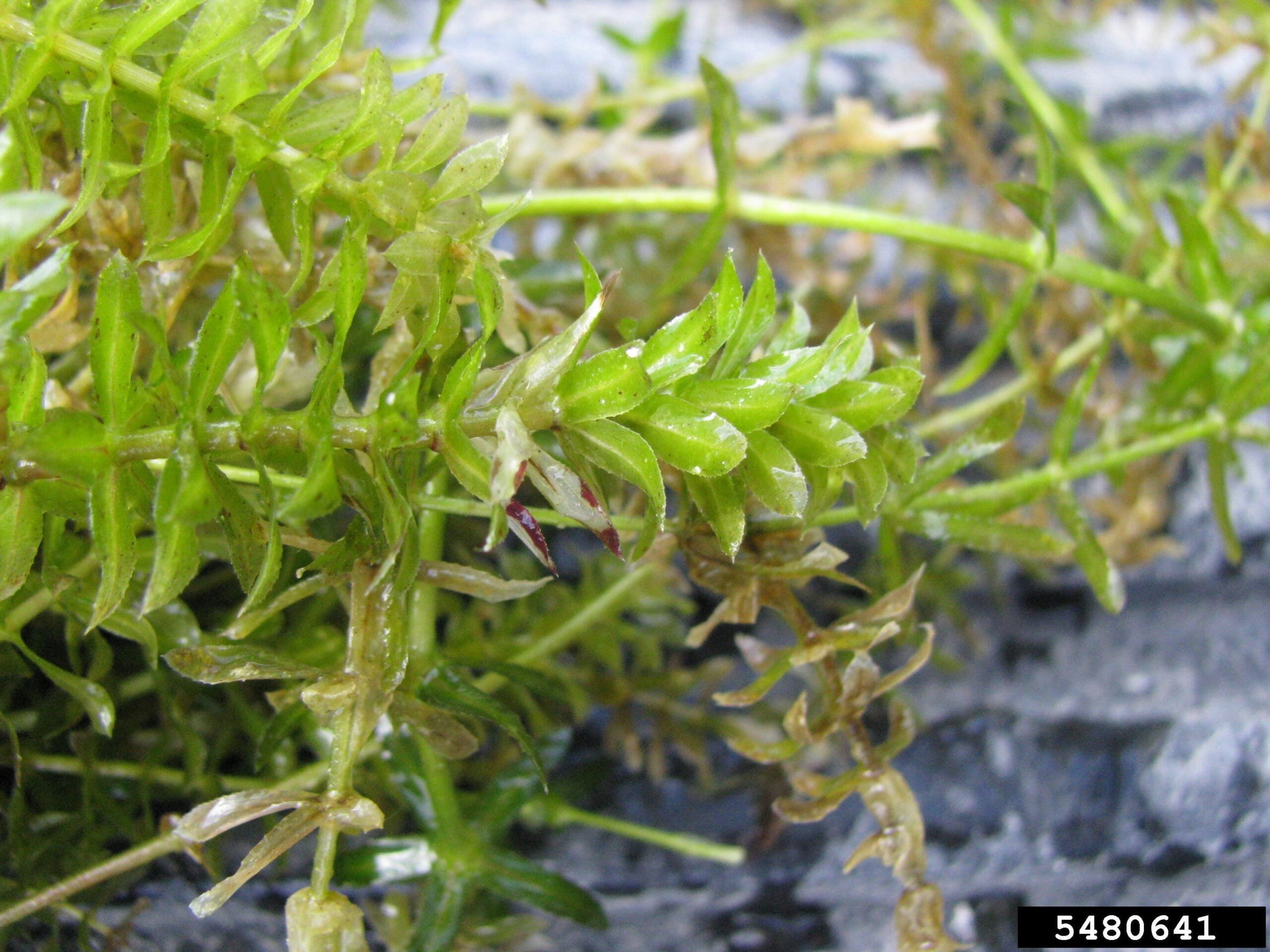 Heading out on the water? Help report aquatic invasive species