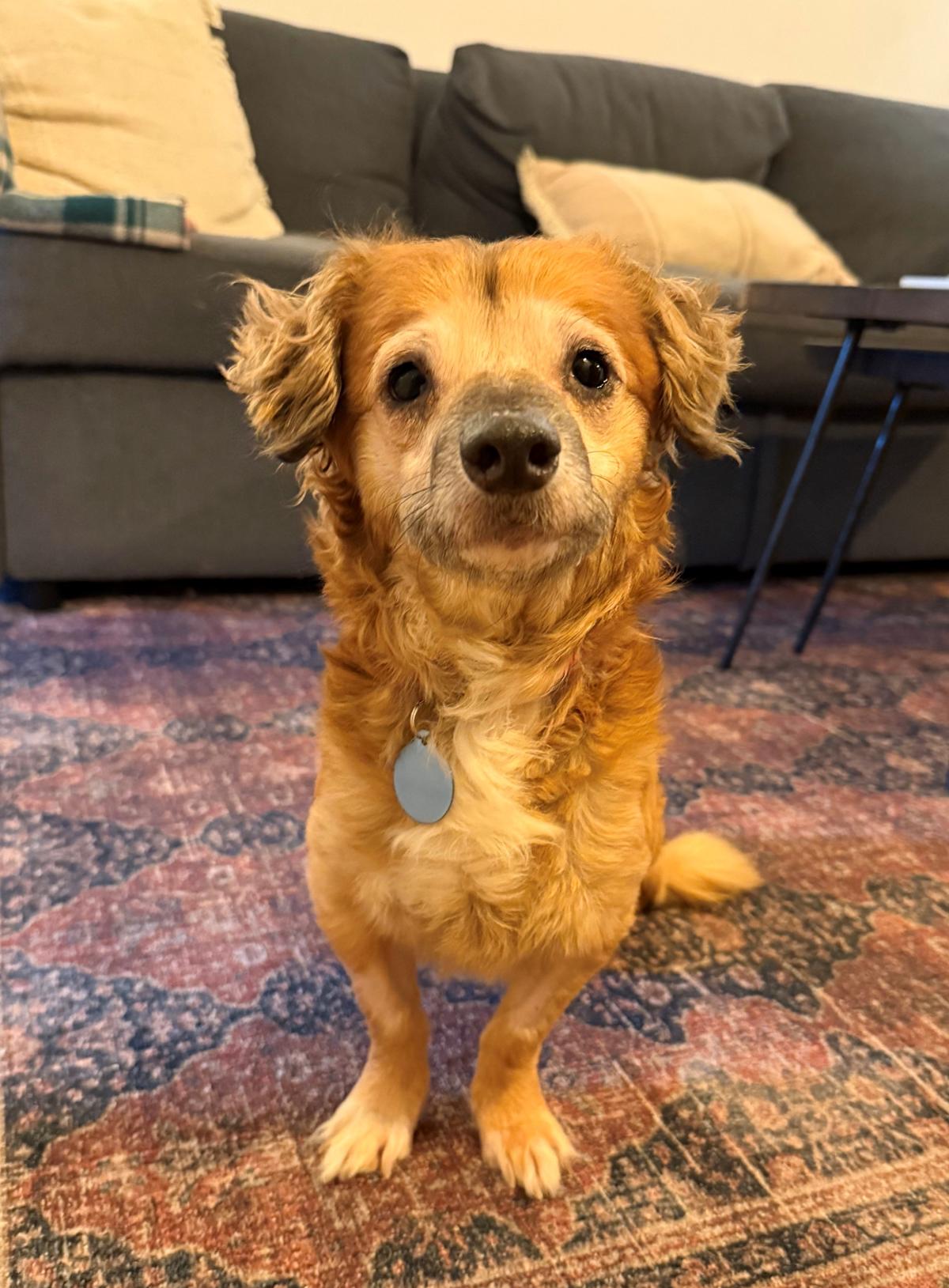 Internet celebrity Tiki is up for adoption. The waitlist is full.