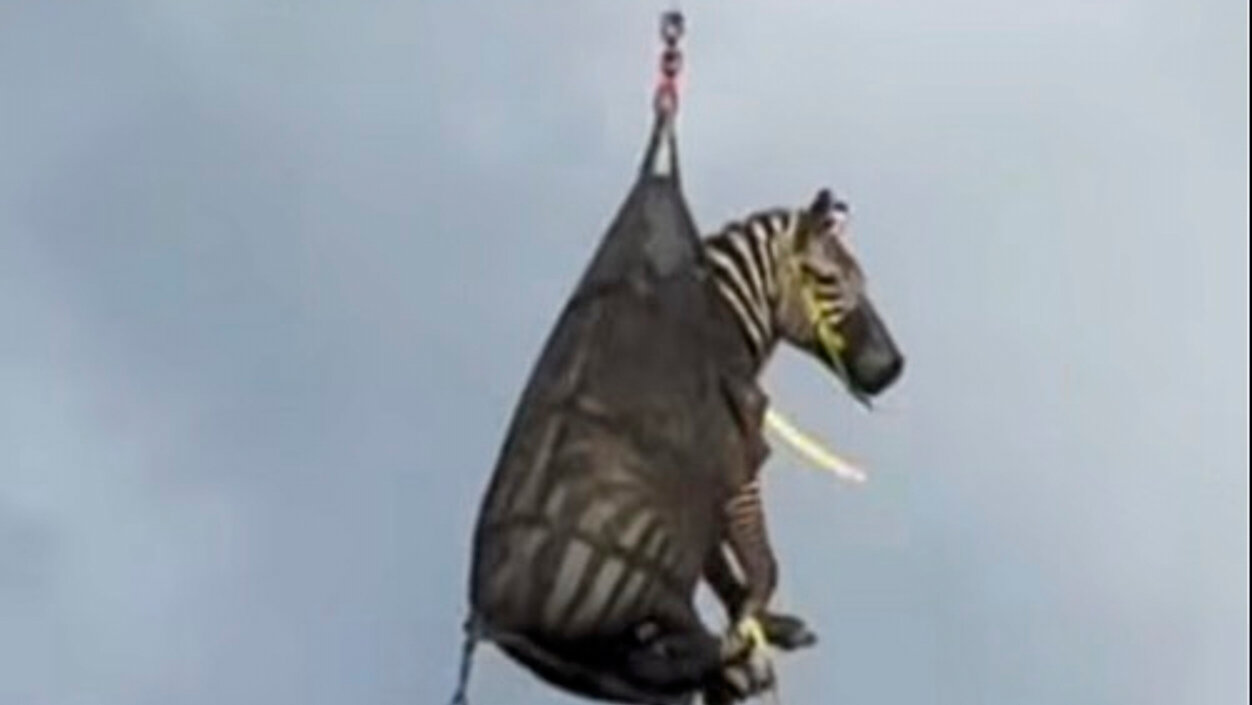 Runaway Zebra Recaptured in Tennessee County