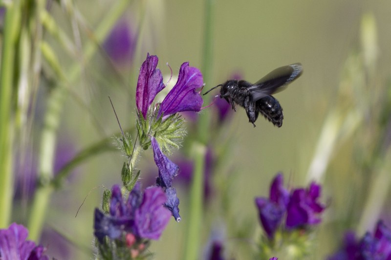 Reversing pollinator decline: why Europe must act now