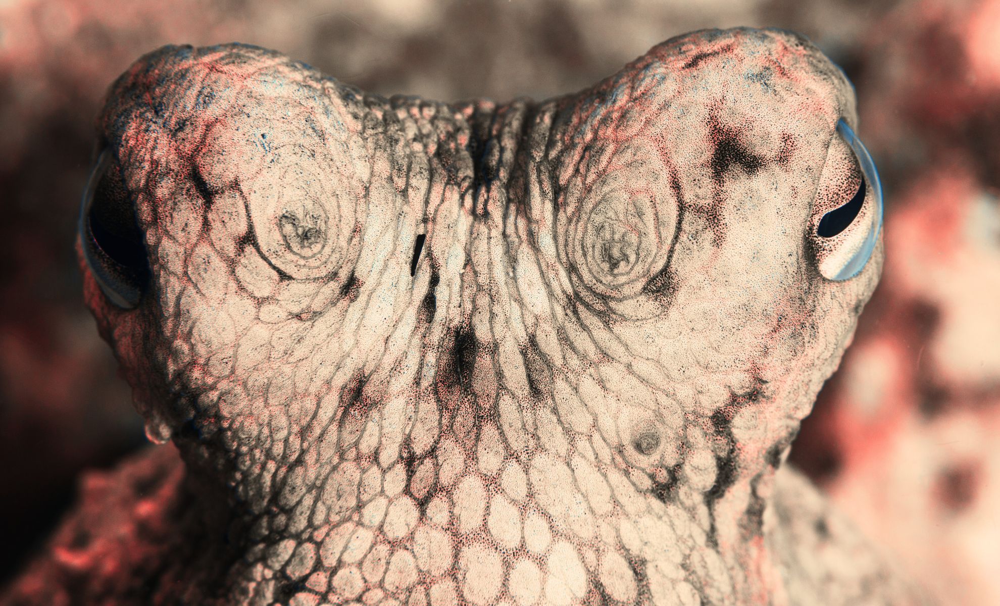 If Humans Become Extinct, This Is the Species That Will Take Over the Planet
