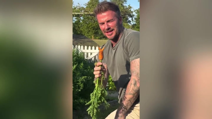Sir David Beckham has Victoria in stitches over his wonky carrot
