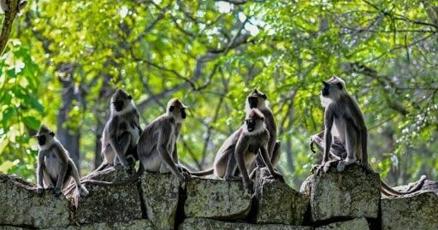 Monkey business delays Sri Lanka's wildlife survey