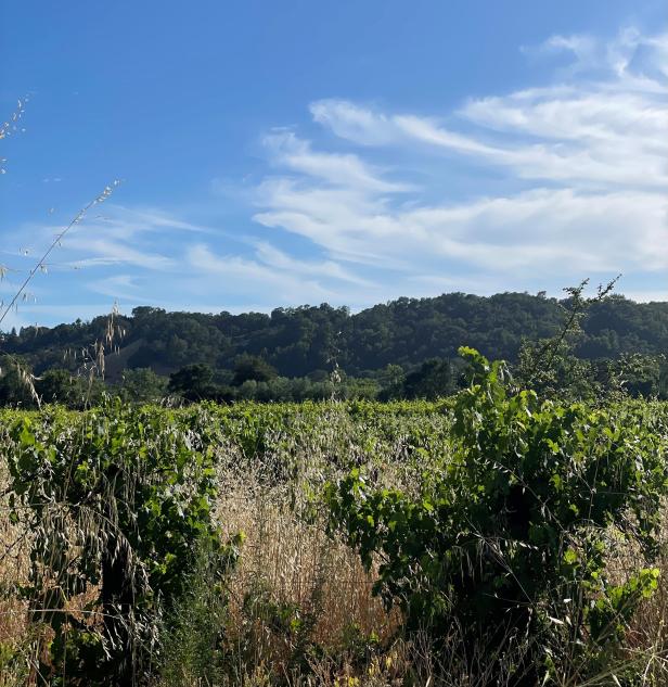 Permit Sonoma unveils plan to balance local environment and development needs